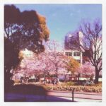 20110405元町中公園さくら